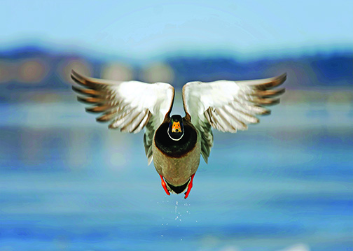 Ohio DNR launches voluntary licensing for hunting outfitters – Outdoor News