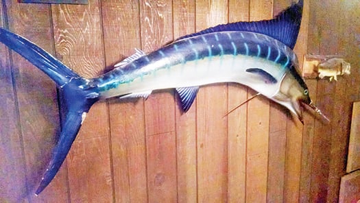 Ohio Insider: Eight-foot marlin mount looking for a new home – Outdoor News