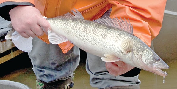 Ohio’s Grand Lake St. Marys will be stocked with saugeyes – Outdoor News