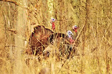 Ohio’s season dates approved for the fall 2025 hunt – Outdoor News