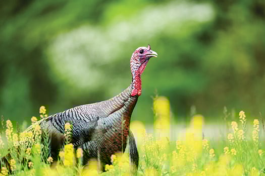 Ohio’s spring turkey harvest a bit ahead of last year after South Zone closes – Outdoor News