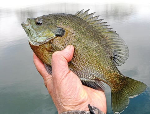 On the search for what can be elusive big bluegills in Ohio – Outdoor News