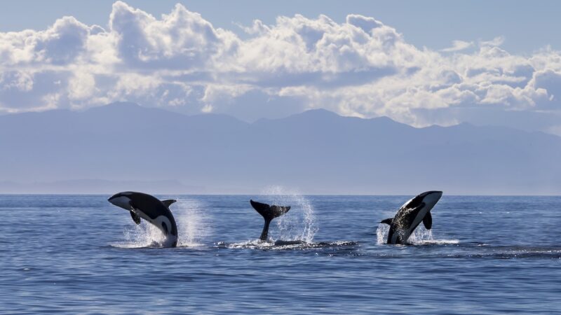 Orcas Put on a Show off the Coast of California (Video)