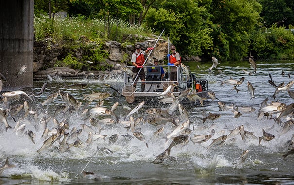 Outdoor Observations: Some good news from Michigan’s NRC meeting regarding invasive carp barrier – Outdoor News
