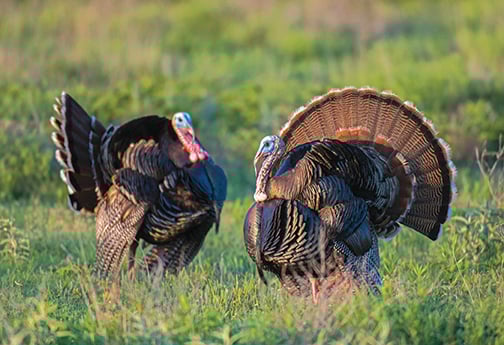 Pennsylvania Game Commission has high hopes for gobbler season harvest – Outdoor News