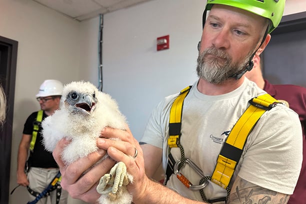 Peregrine falcons adapt well to city living as their coastal cousins struggle with bird flu – Outdoor News