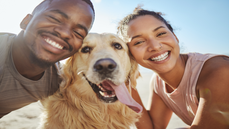 Power Up for Pets: Tips and Tricks to Keep Your Best Buddy Safe and Comfy on the Road | I Heart RVing