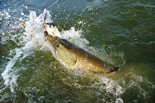 Public invited to comment on Minnesota DNR’s muskie plan update – Outdoor News