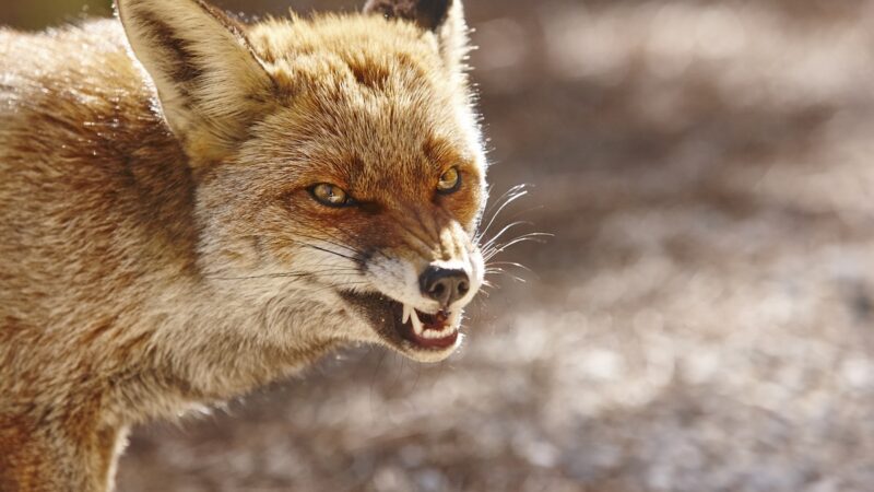 Rabid Fox Attacks Multiple People on Texas Hiking Trail