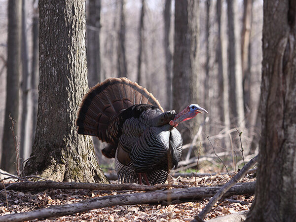 Rain puts a damper on Ohio turkey hunting as harvest ticks down a bit – Outdoor News