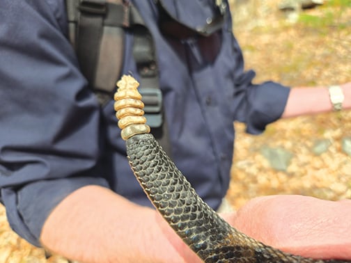 Rattlesnake survey serves as officer training for Pennsylvania Fish & Boat Commission – Outdoor News