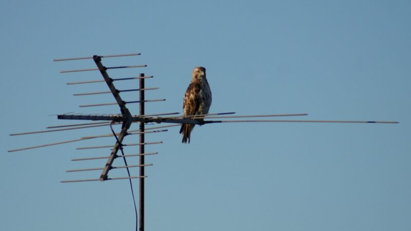‘Remarkable’ Behavior: Hawk Uses New Jersey Crosswalk to Hunt