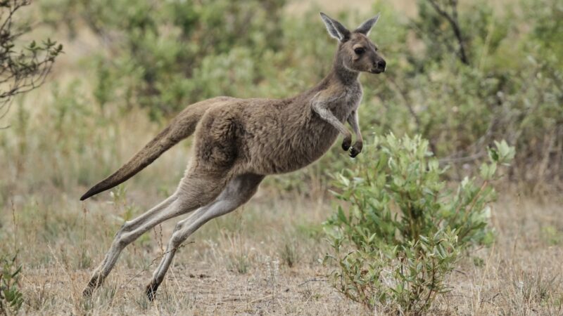 Runaway Kangaroo Causes Chaos on Alabama Highway