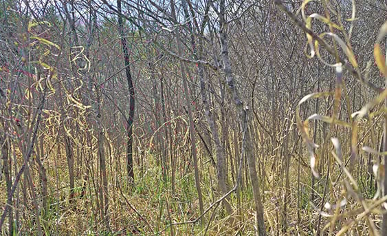 Ryan Rothstein: Don’t overlook native shrubs as top-notch deer habitat – Outdoor News