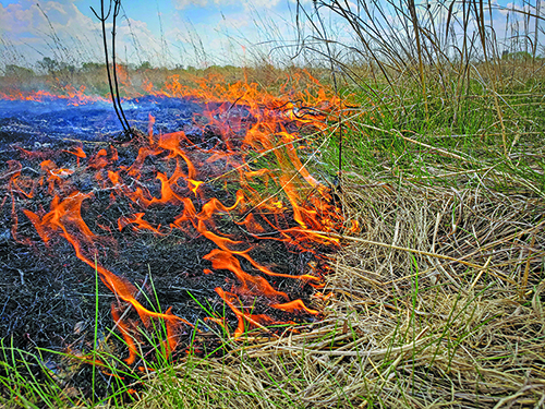 Ryan Rothstein: Fire is an ancient but now underutilized habitat tool – Outdoor News