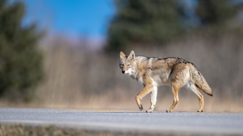 Salon Shock: Coyote Appears on Roof, Drinks Water From Skylight