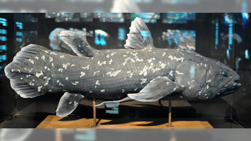 Scientists Photograph ‘Dinosaur Fish’ Once Thought to Be Extinct