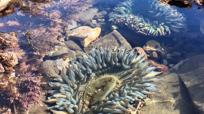 Sea Anemone Spotted Devouring a Bird in Wild Video