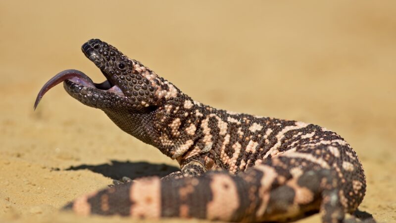 Showdown on Arizona Porch: Rattlesnake vs. Gila Monster