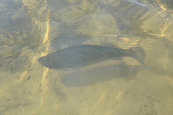 Sight-fishing for bass is a subtle approach that’s great fun – Outdoor News