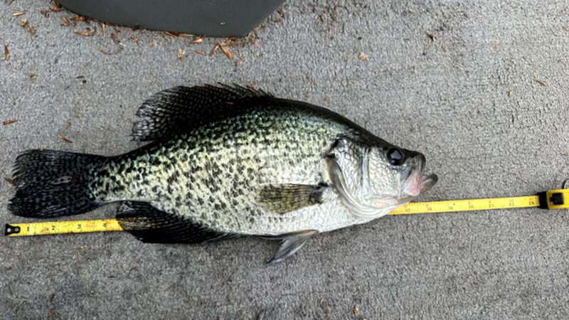 Slab Virginia Crappie Just Misses World-Record Status Due to a Technicality