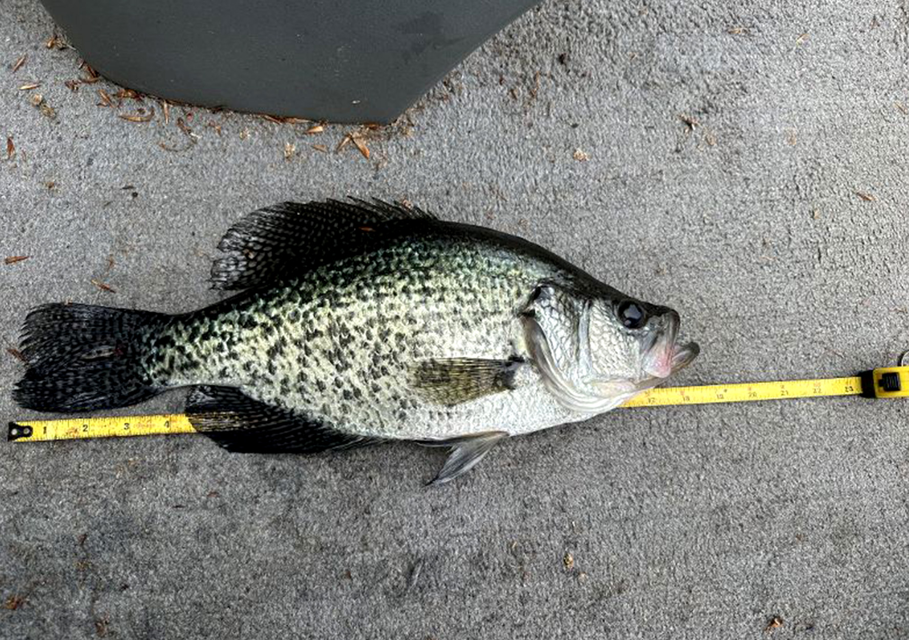 A black crappie lays on a measuring tape.