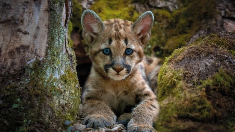 Sound on: Baby Mountain Lions Make the Cutest Noise