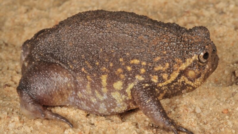 Sound on: Rare, Grumpy-Looking Frog Makes Surprising Noise