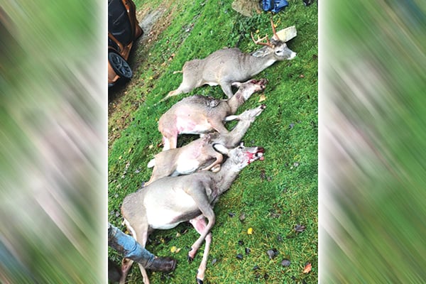 Southwest Pennsylvania poachers nabbed after killing 19 deer – Outdoor News