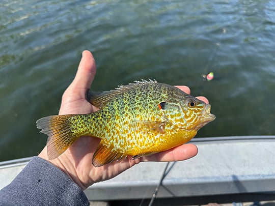 Special fishing regulations set at Ohio’s Lake La Su An Wildlife Area – Outdoor News