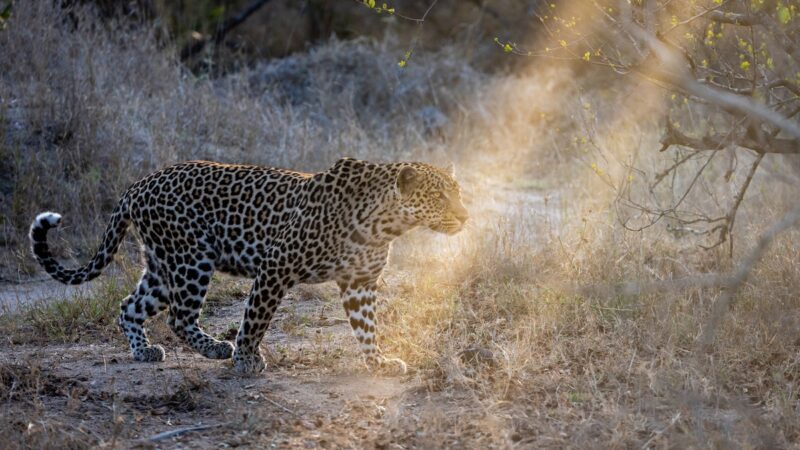‘Spotted at Last’: Trail Cameras Show Rare Glimpse of Leopards
