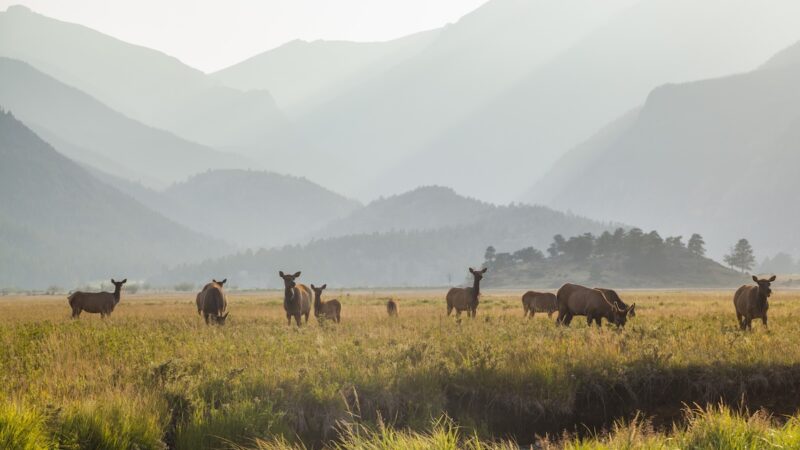 SPOTTED: Rare Piebald Elk in Colorado