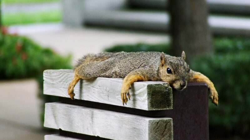 Squirrels Are ‘Splooting’ Early in Texas This Year—See Why