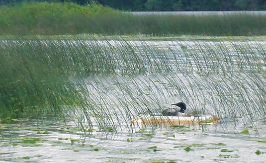 Steve McComas: Spring signals nature’s call to reproduce – Outdoor News