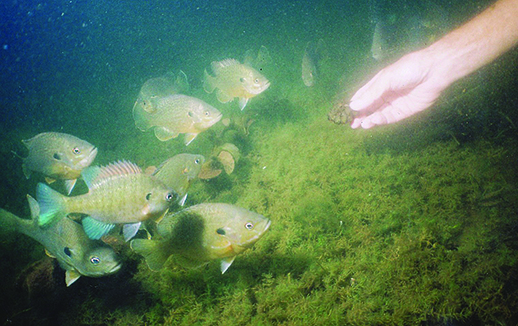 Steve McComas: Who’s smarter, fish or anglers? Examples might surprise you – Outdoor News