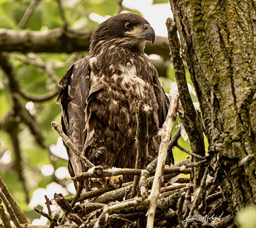 Steve Pollick: Bald eagle fledglings ready to take flight – Outdoor News