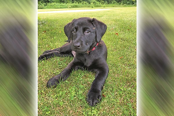 Streams of Thought: All quiet from the Minnesota Capitol, and six good years with Liza the Lab – Outdoor News