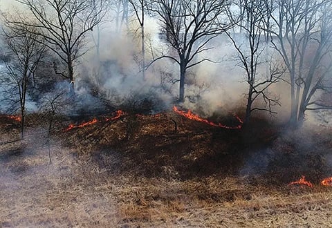 Study shows Native Americans’ forest burning increased fire-tolerant trees such as oaks – Outdoor News