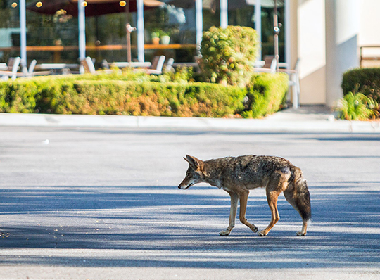 Suburban coyote population is thriving in Illinois – Outdoor News