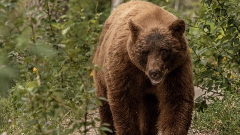 ‘That’s a Big Boy’: Trail Runner Encounters Massive Bear on Trail
