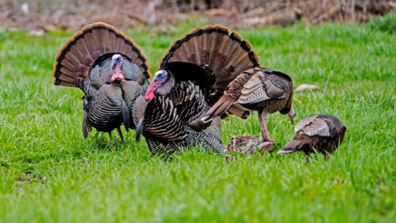 The 7 Biggest Turkey Hunting Mistakes That Will Keep You From Punching Your Tag