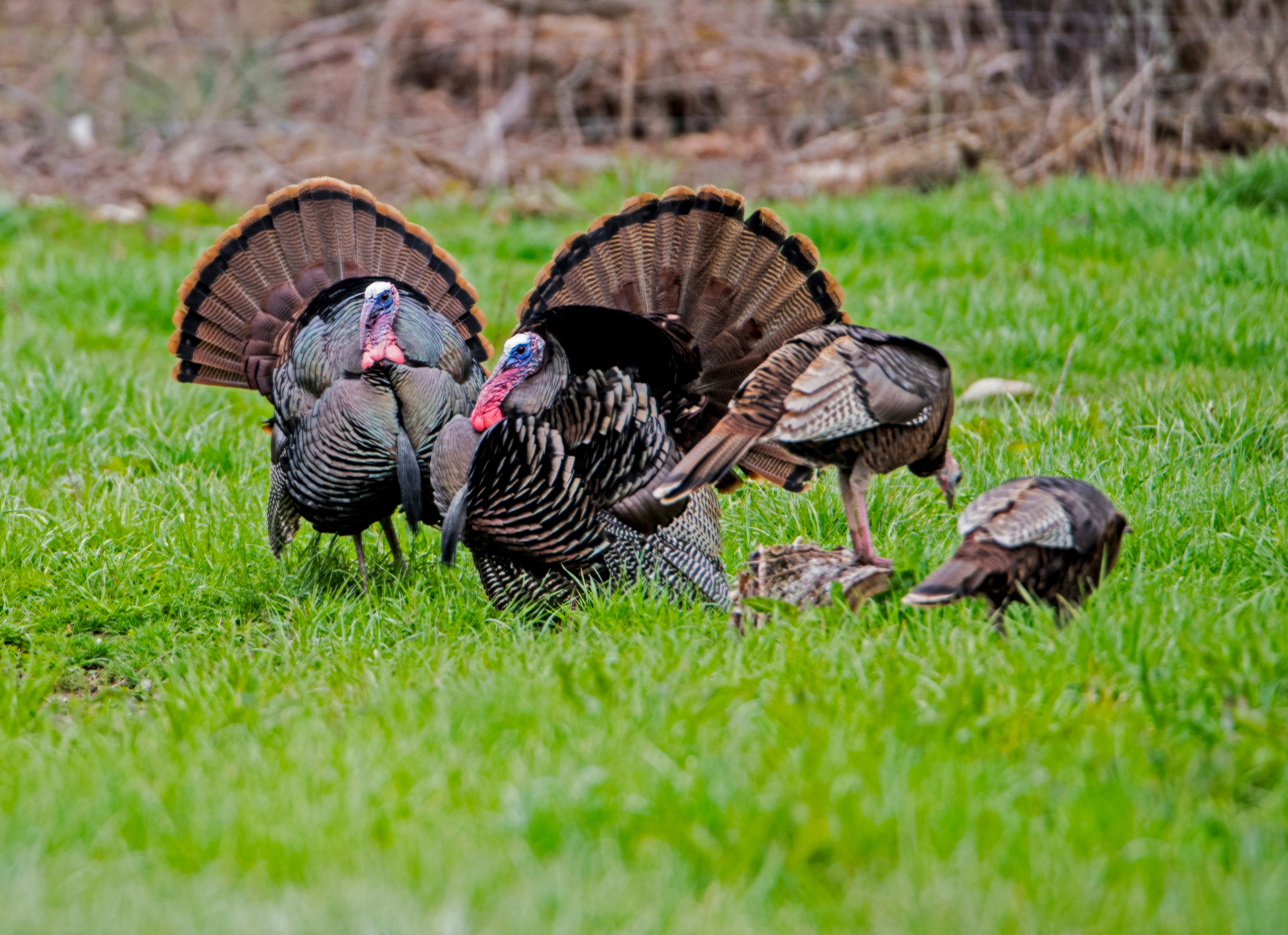 A flock of turkeys in the spring.