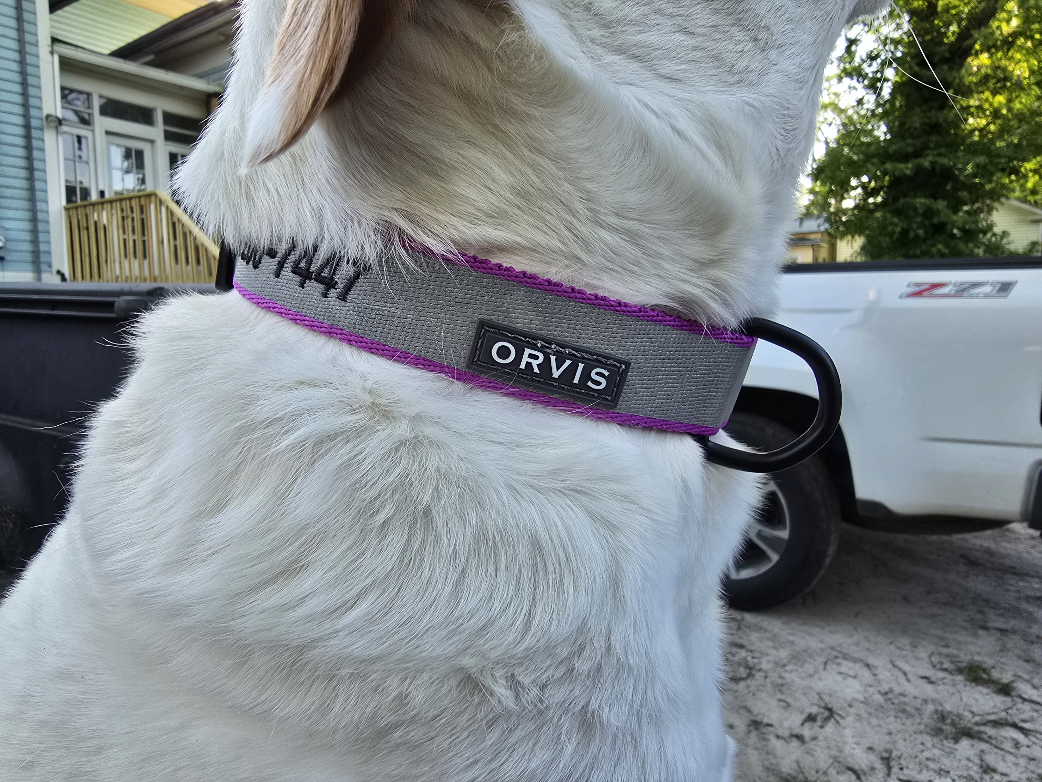  A dog wearing a purple Orvis collar