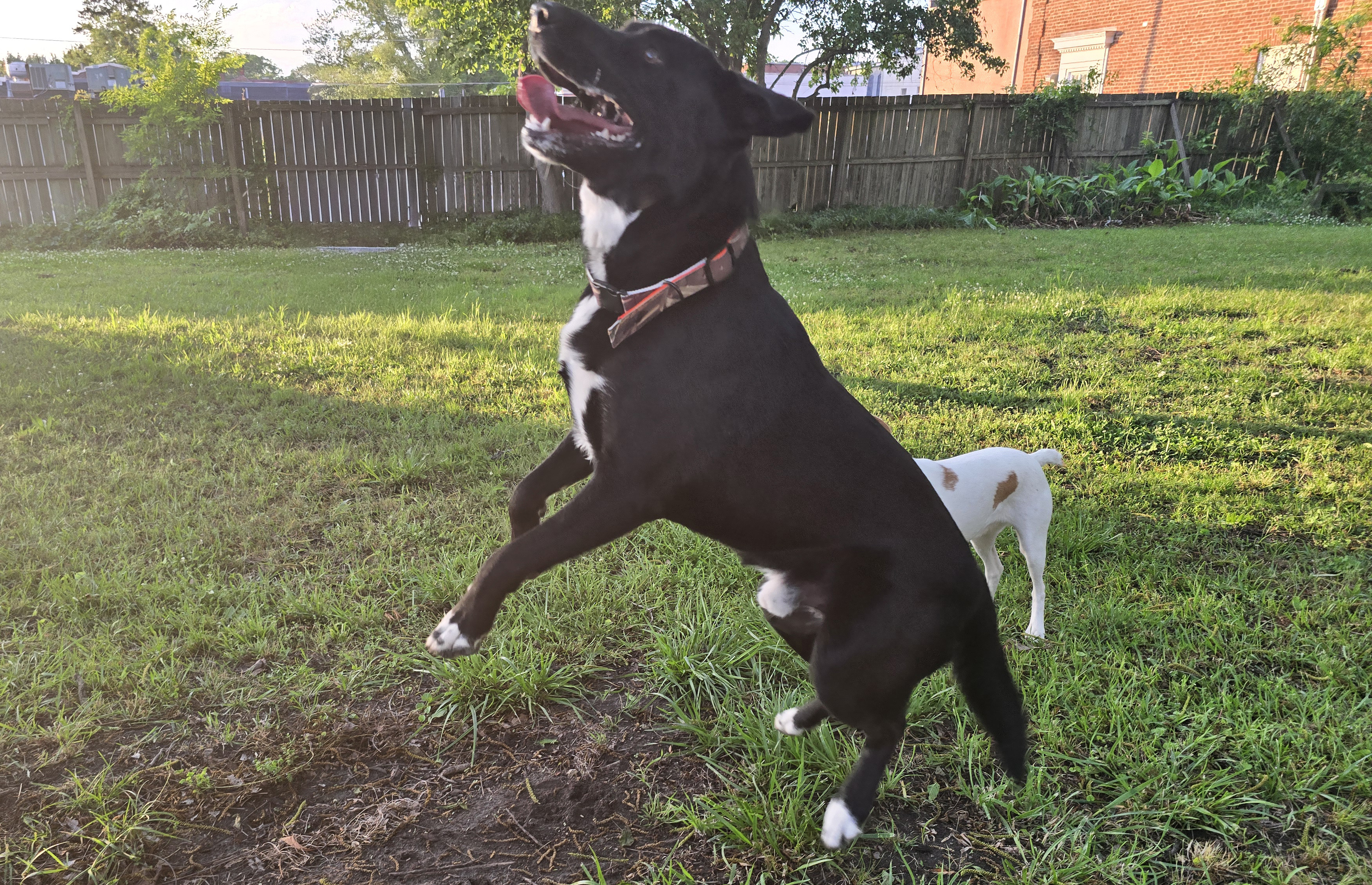 A black and white dog jumps in the air.