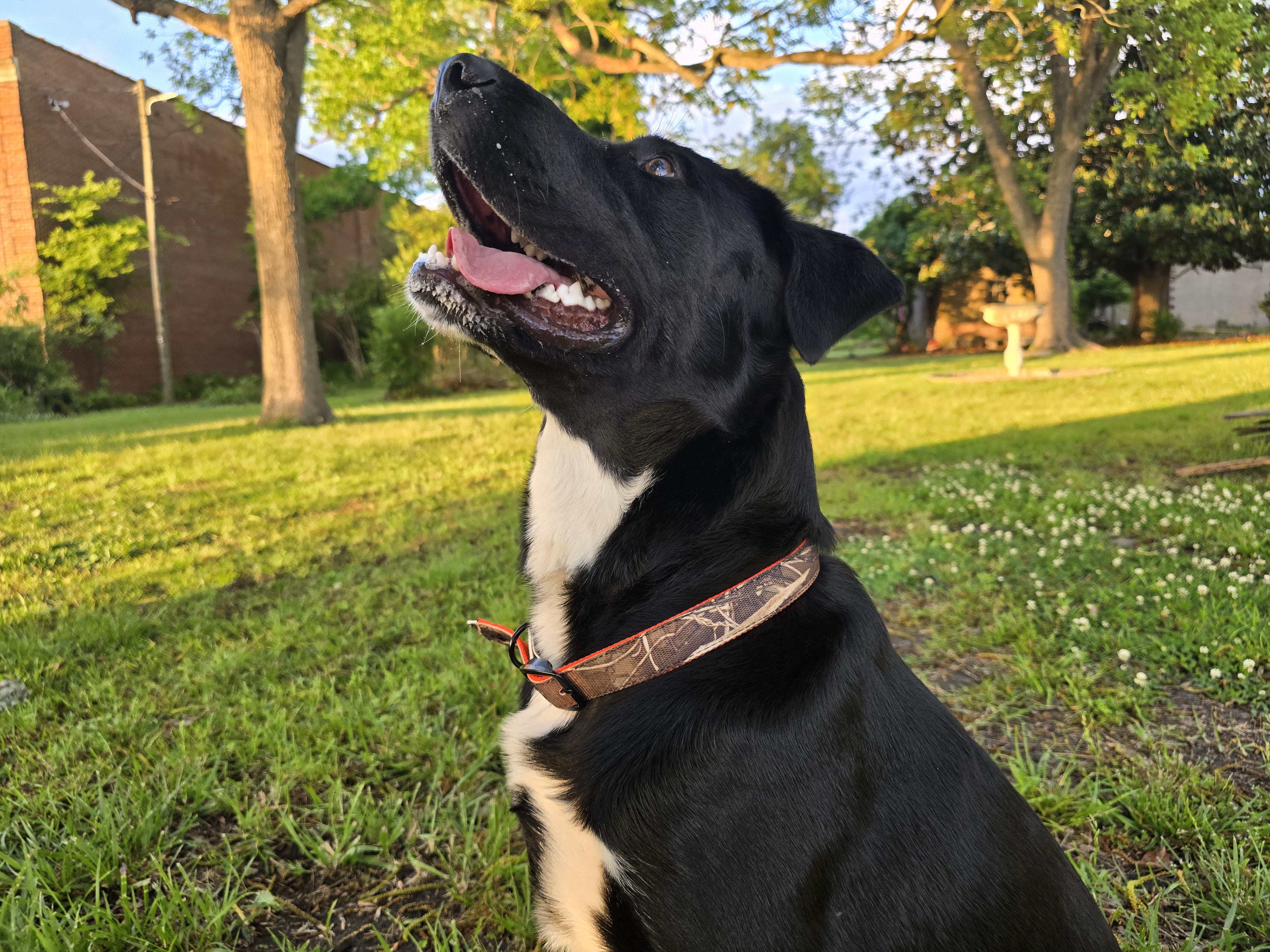  A black and white dog wears a camo ASD dog collar.