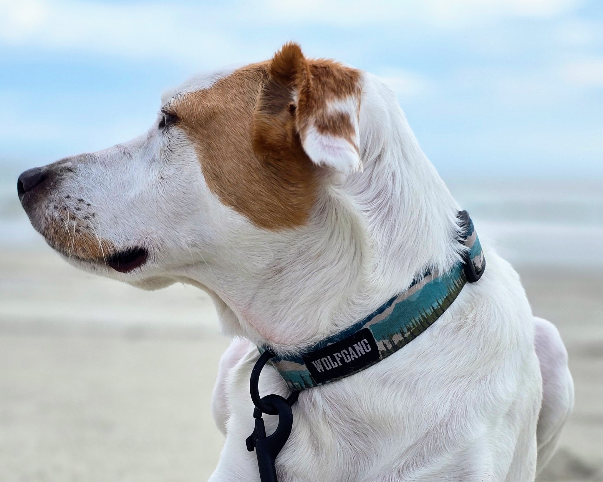  A brown and white dog wearing a Wolfgang collar.
