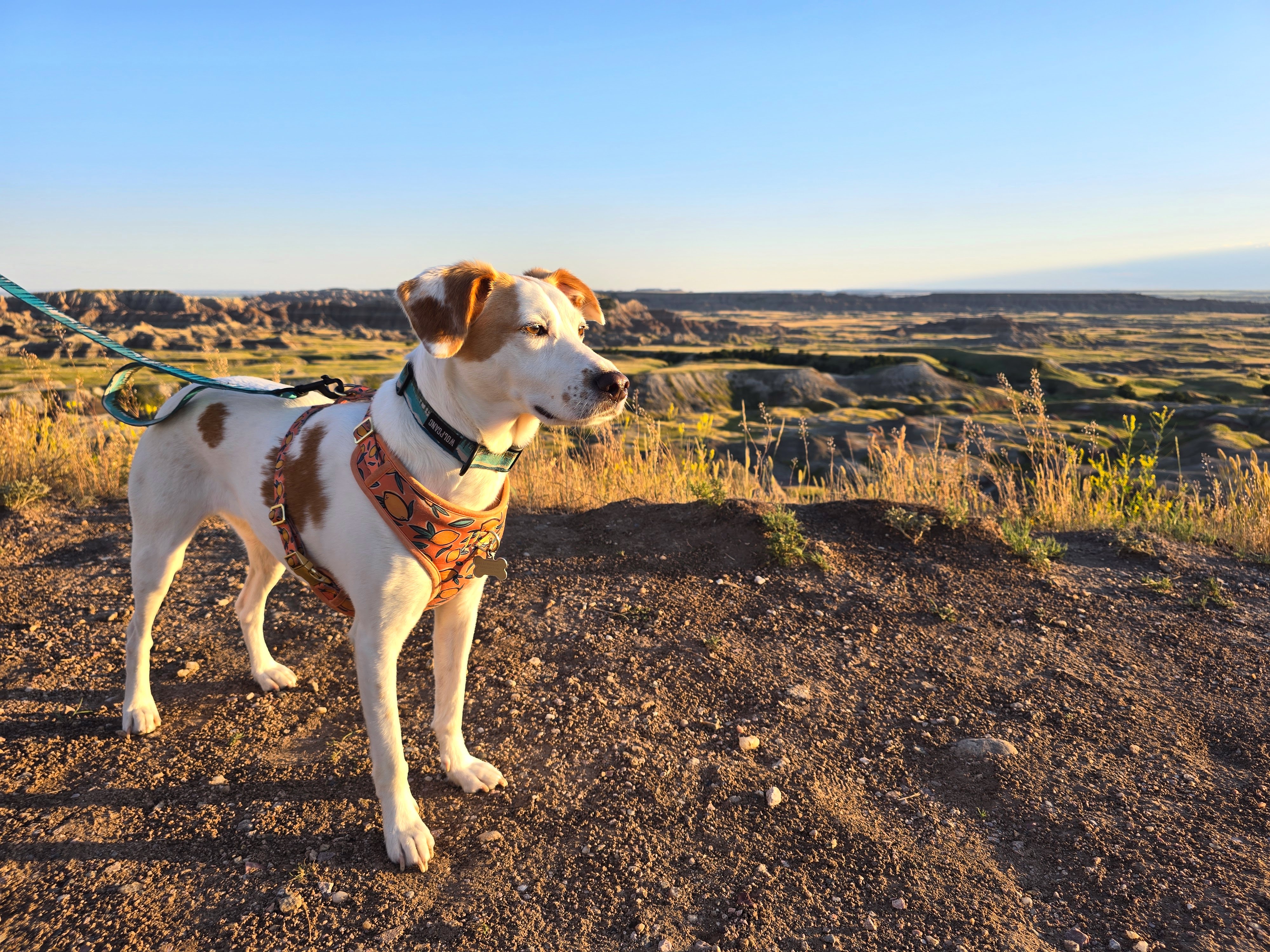 A brown and white dog hiking in the Badlands.