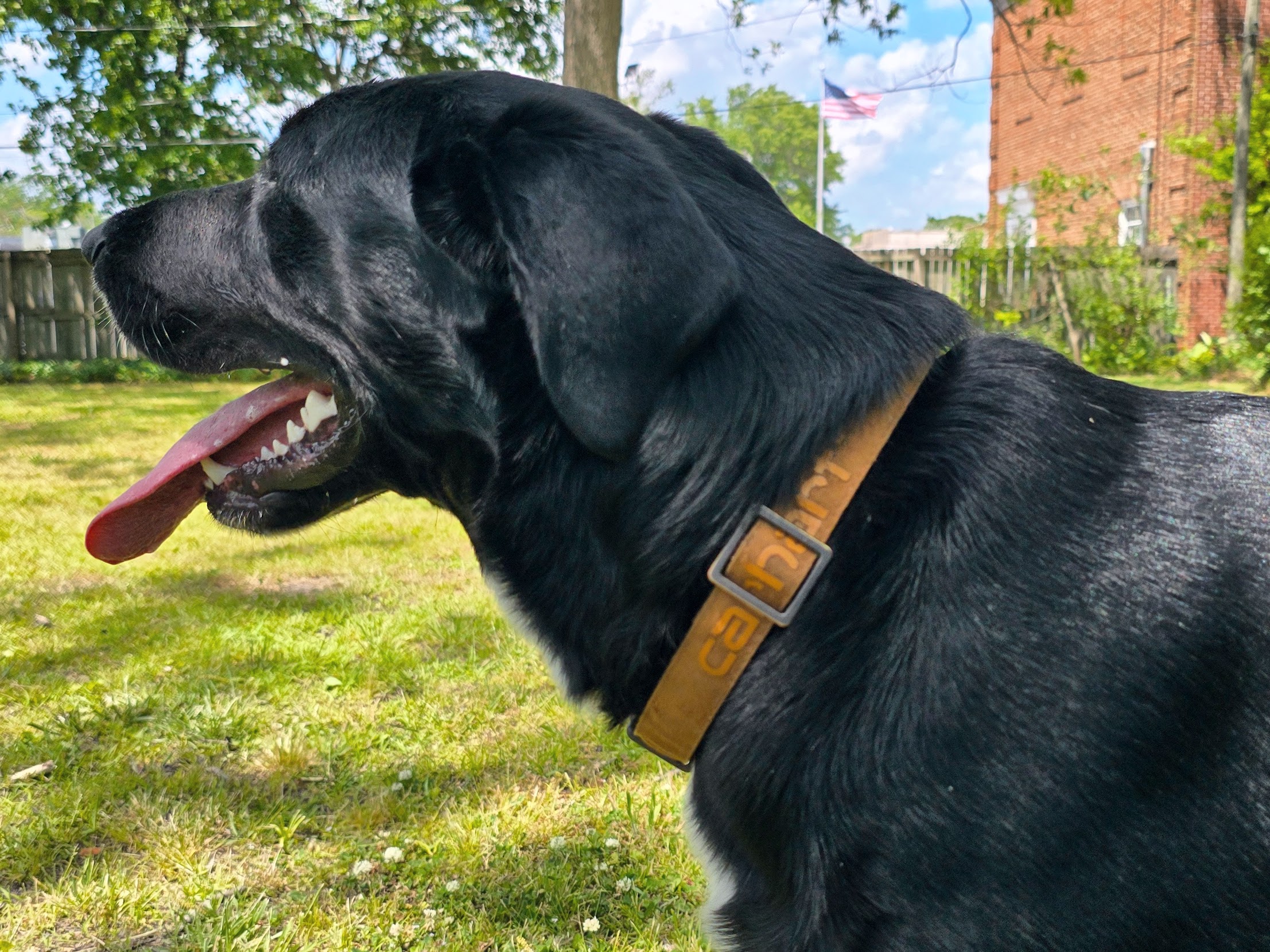  A black dog wears a Carhartt collar.