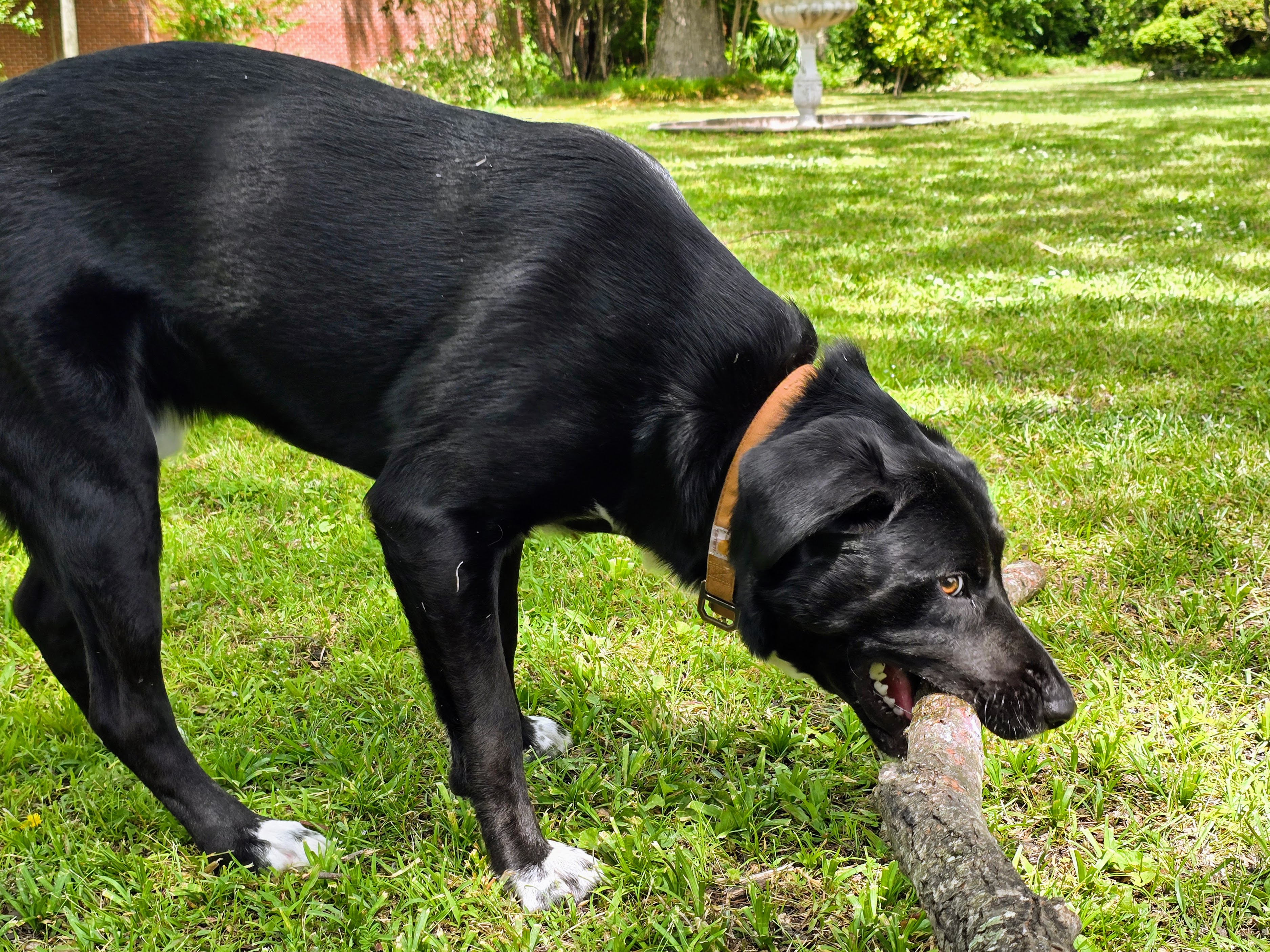 A black and white dog trying to pick up a large branch.
