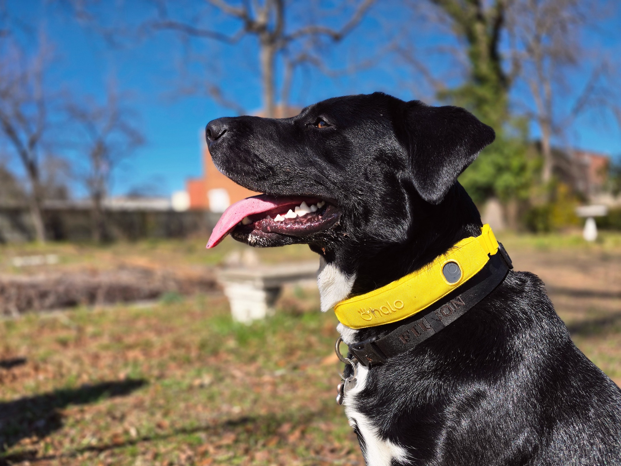  A black and white dog poses with a yellow Halo invisible fence collar.